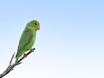 Green-rumped Parrotlet - Groene Muspapegaai - Toui t