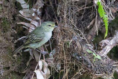 Golden-faced Tyrannulet - Goudwangvliegenpikker - Tyranneau  face dor