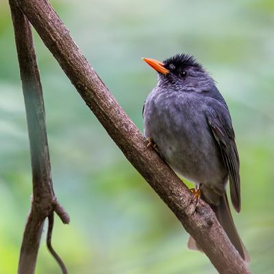 Malagasy Bulbul - Zwarte Buulbuul - Bulbul de Madagascar