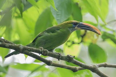 Groove-billed Toucanet - Geeloogarassari - Toucanet  bec sillonn