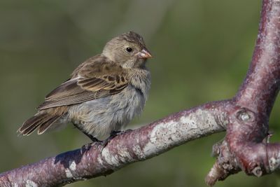 Small Ground Finch - Kleine Grondvink - Géospize fuligineux (f)