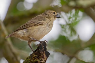 Small Tree Finch - Kleine Boomvink - Géospize minuscule