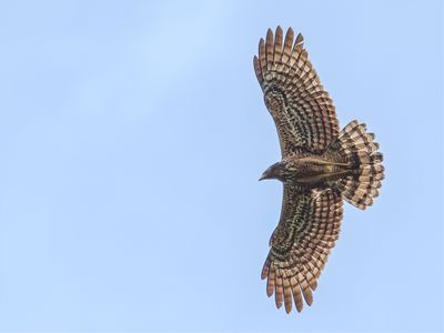 African Harrier Hawk - Kaalkopkiekendief - Gymnogène d'Afrique (f)