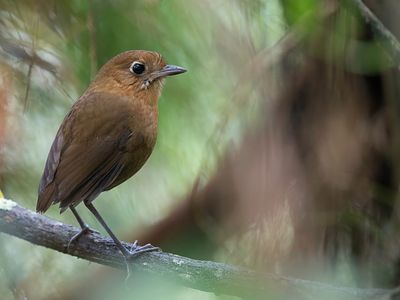 Sierra Nevada Antpitta - Sierra-Nevadamierpitta - Grallaire pitonne