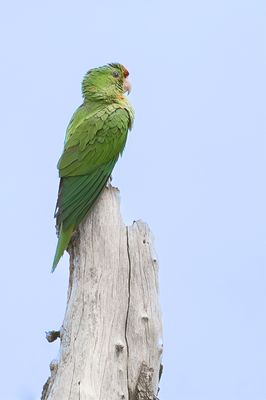 Scarlet-fronted Parakeet - Waglers Aratinga - Conure de Wagler