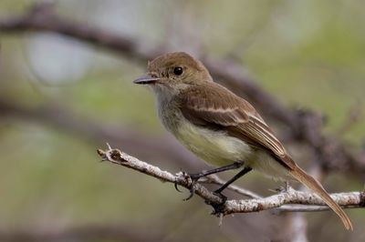 Galapagos Flycatcher - Galápagostiran - Tyran des Galapagos