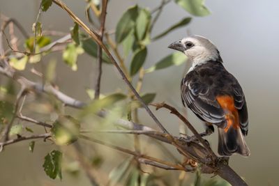 White-headed Buffalo Weaver - Witkopbuffelwever - Alecto  tte blanche