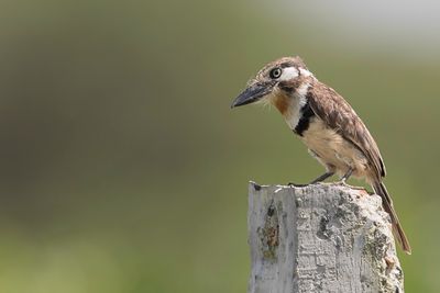 Russet-throated Puffbird - Roestkeelbaardkoekoek - Tamatia  gorge rousse
