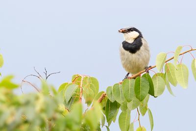 Black-collared Bulbul - Zwartkraagbuulbuul - Bulbul  collier noir