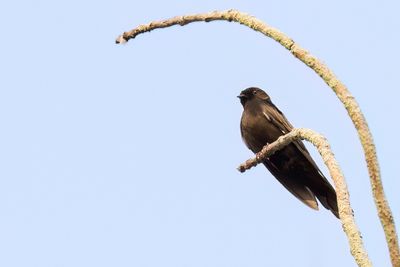 Black Saw-wing - Blauw-zwarte Kamzwaluw - Hirondelle hérissée
