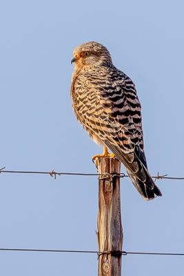 Greater Kestrel - Grote Torenvalk - Crcerelle aux yeux blancs