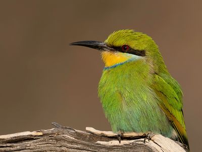 Swallow-tailed Bee-eater - Zwaluwstaartbijeneter - Gupier  queue d'aronde