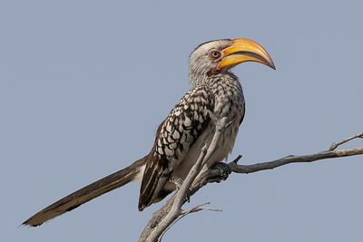 Southern Yellow-billed Hornbill - Zuidelijke Geelsnaveltok - Calao leucomle
