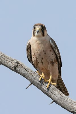 Lanner Falcon - Lannervalk - Faucon lanier