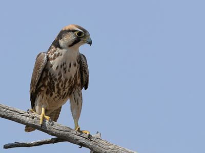 Lanner Falcon - Lannervalk - Faucon lanier (imm)
