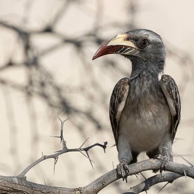 African Grey Hornbill - Grijze Tok - Calao  bec noir (f)