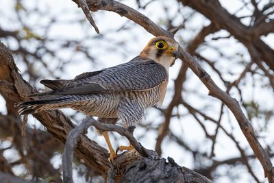 Red-necked Falcon - Roodkopsmelleken - Faucon chicquera