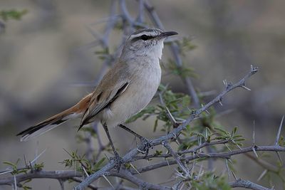 Kalahari Scrub Robin - Kalahariwaaierstaart - Agrobate du Kalahari