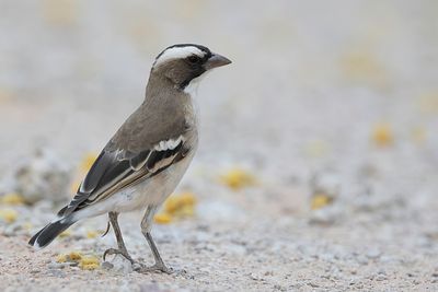 White-browed Sparrow-Weaver - Mahaliwever - Mahali  sourcils blancs