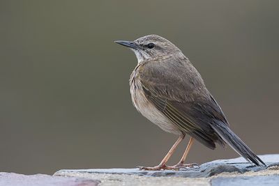 African Rock Pipit - Kopjespieper - Pipit des rochers