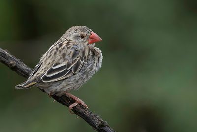 Red-billed Quelea - Roodbekwever - Travailleur  bec rouge