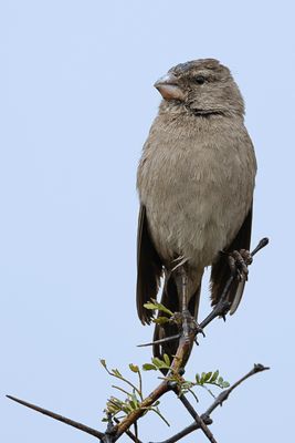 White-throated Canary - Witkeelkanarie - Serin  gorge blanche