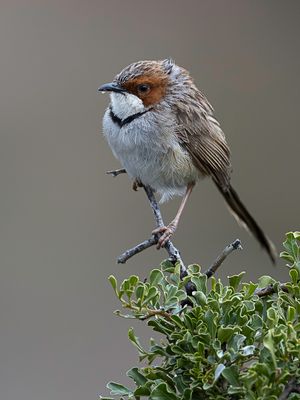Rufous-eared Warbler - Roodoorprinia - Prinia  joues rousses