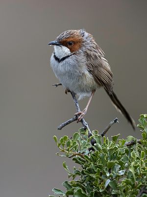 Birds of South Africa West 2022