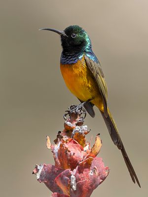 Orange-breasted Sunbird - Oranjeborsthoningzuiger - Souimanga orang (m)