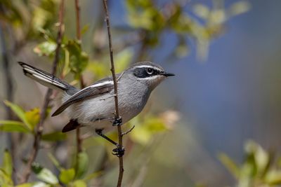 Fairy Flycatcher - Elfvliegenvanger - Mignard enchanteur