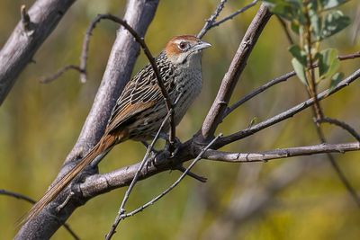 Cape Grassbird - Kaapse Grasvogel - Sphnoque du Cap