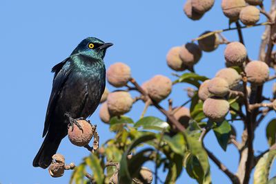 Black-bellied Starling - Zwartbuikglansspreeuw - Choucador  ventre noir