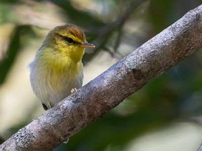 Yellow-throated Woodland Warbler - Roodkapboszanger - Pouillot  gorge jaune