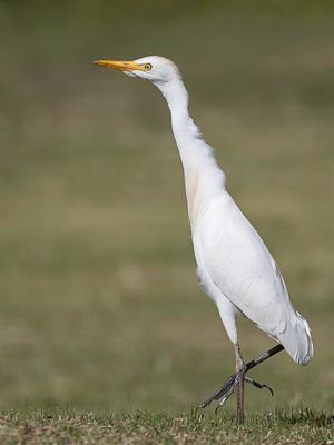 Western Cattle Egret - Koereiger - Hron garde-boeufs