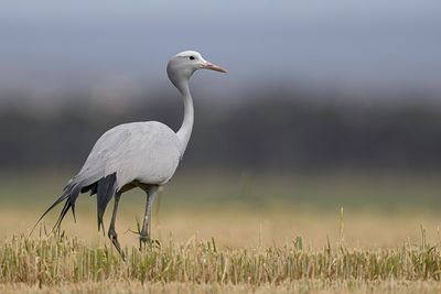 Blue Crane - Stanleys Kraanvogel - Grue de paradis