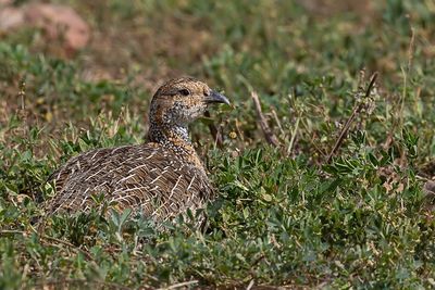 Grey-winged Francolin - Grijsvleugelfrankolijn - Francolin  ailes grises