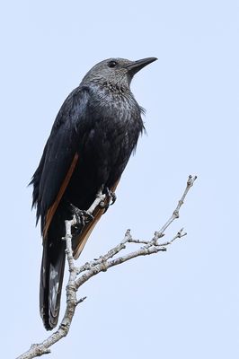 Red-winged Starling - Roodvleugelspreeuw - Rufipenne morio (f)