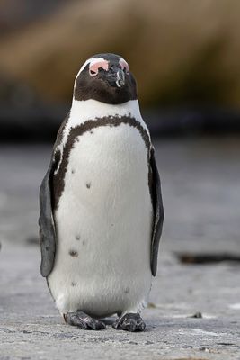 African Penguin - Zwartvoetpingun - Manchot du Cap