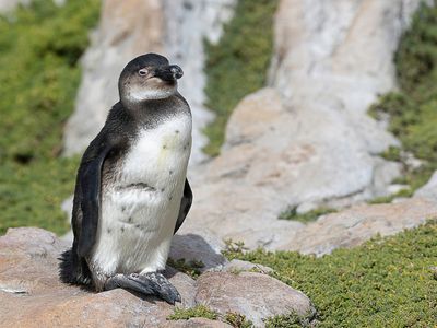 African Penguin - Zwartvoetpingun - Manchot du Cap (imm)