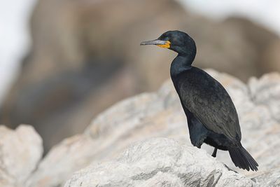 Cape Cormorant - Kaapse Aalscholver - Cormoran du Cap