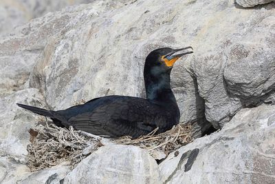 Cape Cormorant - Kaapse Aalscholver - Cormoran du Cap