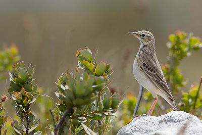 African Pipit - Kaneelpieper - Pipit africain