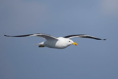 Kelp Gull - Kelpmeeuw - Goland dominicain