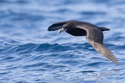 White-chinned Petrel - Witkinstormvogel - Puffin  menton blanc