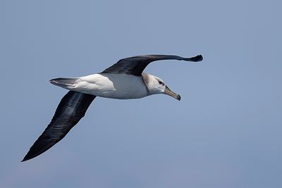 Black-browed Albatros - Wenkbrauwalbatros - Albatros  sourcils noirs (imm)