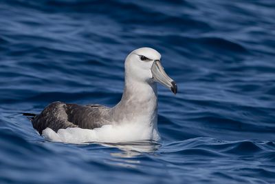 Shy Albatros - Witkapalbatros - Albatros  cape blanche (imm)