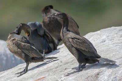 Bank Cormorant - Kustaalscholver - Cormoran des bancs