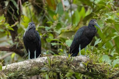Green Ibis - Groene Ibis - Ibis vert