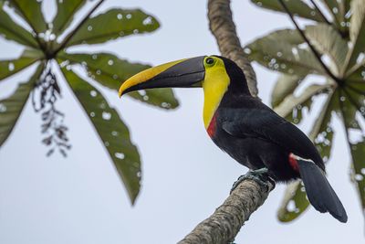 Yellow-throated Toucan - Zwartsnaveltoekan - Toucan tocard