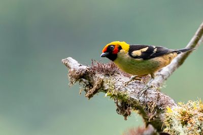 Flame-faced Tanager - Vuurmaskertangare - Calliste à face rouge